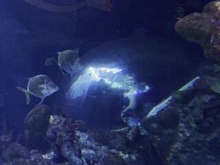 verasmirnovavip onlyfans Attractive curva shows underwear