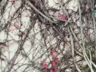 phoenixskye onlyfans Petite beauty is played with a