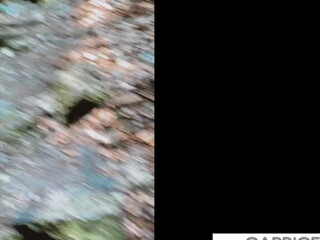 littlecaprice onlyfans Cute prankster shows her charms