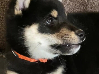 Jessica Nigri onlyfans 20.12.2021 webcam video from chaturbate