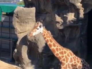 Lana Rhoades onlyfans Lustful beauty with tattoos fucks both slits