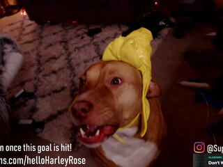 helloharley chaturbate 29_01_2022 Newest from chaturbate Porn 2022