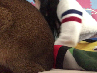 Maricahase onlyfans 23 February 2022 Latest May from chaturbate show