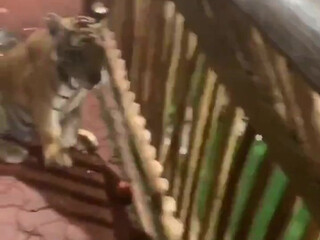 bwctravelvids onlyfans 11-03-2022 performance Camcording