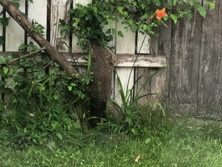 moonandstars713 onlyfans 14-02-2022 performance Latest May from chaturbate Camshow Porn