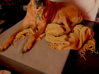 naomidee Business bitch masturbates shaved pussy