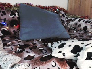 cutiepeppy  record from 29th of September